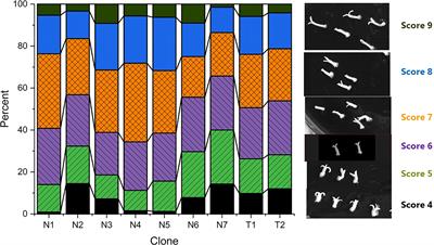 Accumulated effects of factors determining plant development from somatic embryos of Abies nordmanniana and Abies bornmuelleriana